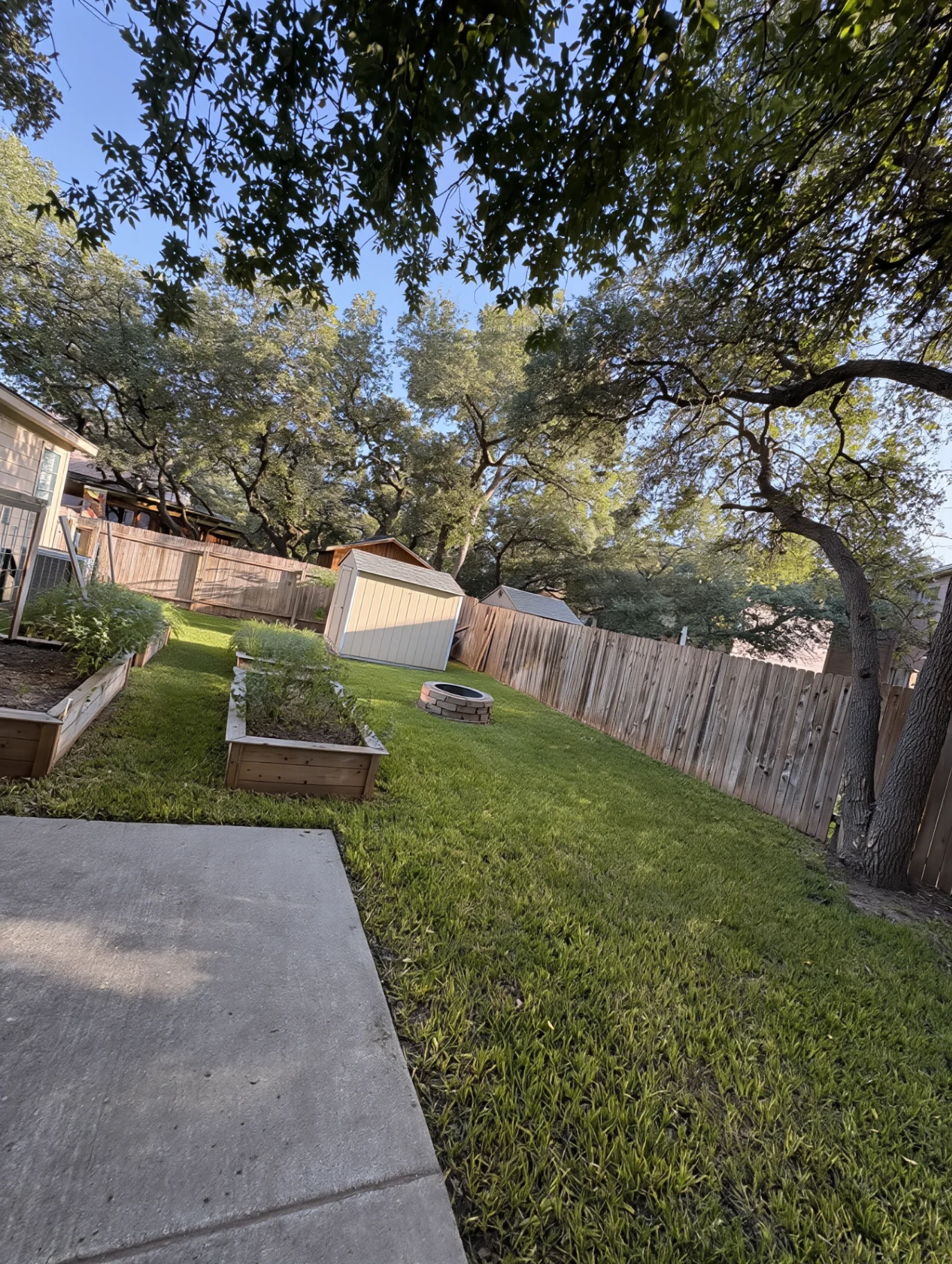 Fresh sod lawn with cedar privacy fence